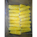 2015 frozen iqf sweet corn cob